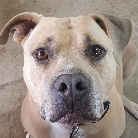 Meet your Posher, Paige - Picture 1 of 1